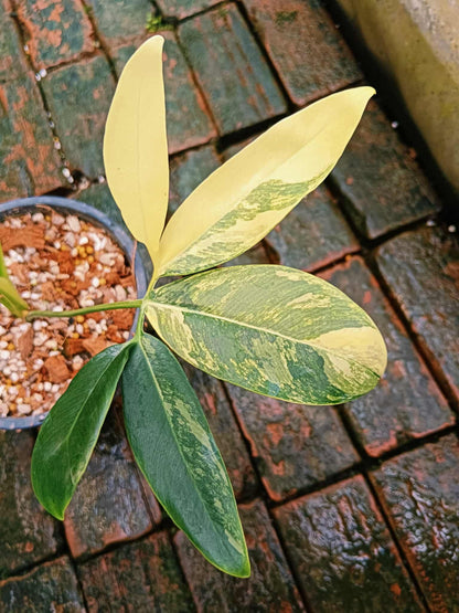 Philodendron Goeldii Variegata - Livraison 30 jours