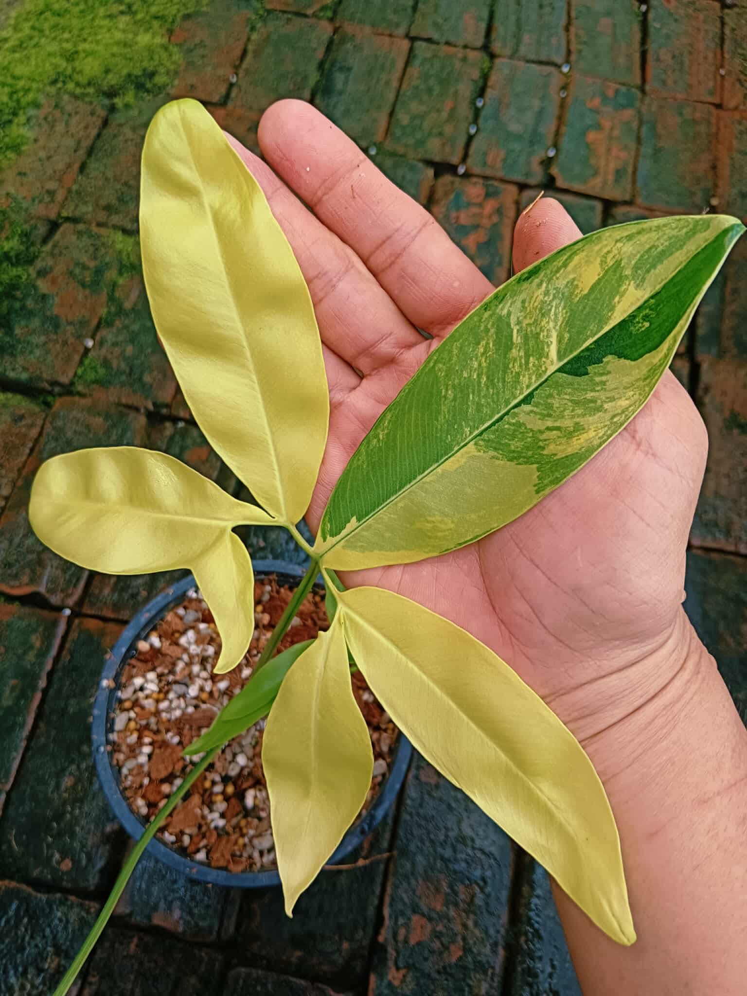 philodendron goeldii variegated Philodendron Goeldii Variegata – Rare Starry Tropical Plant – Green and White Plants