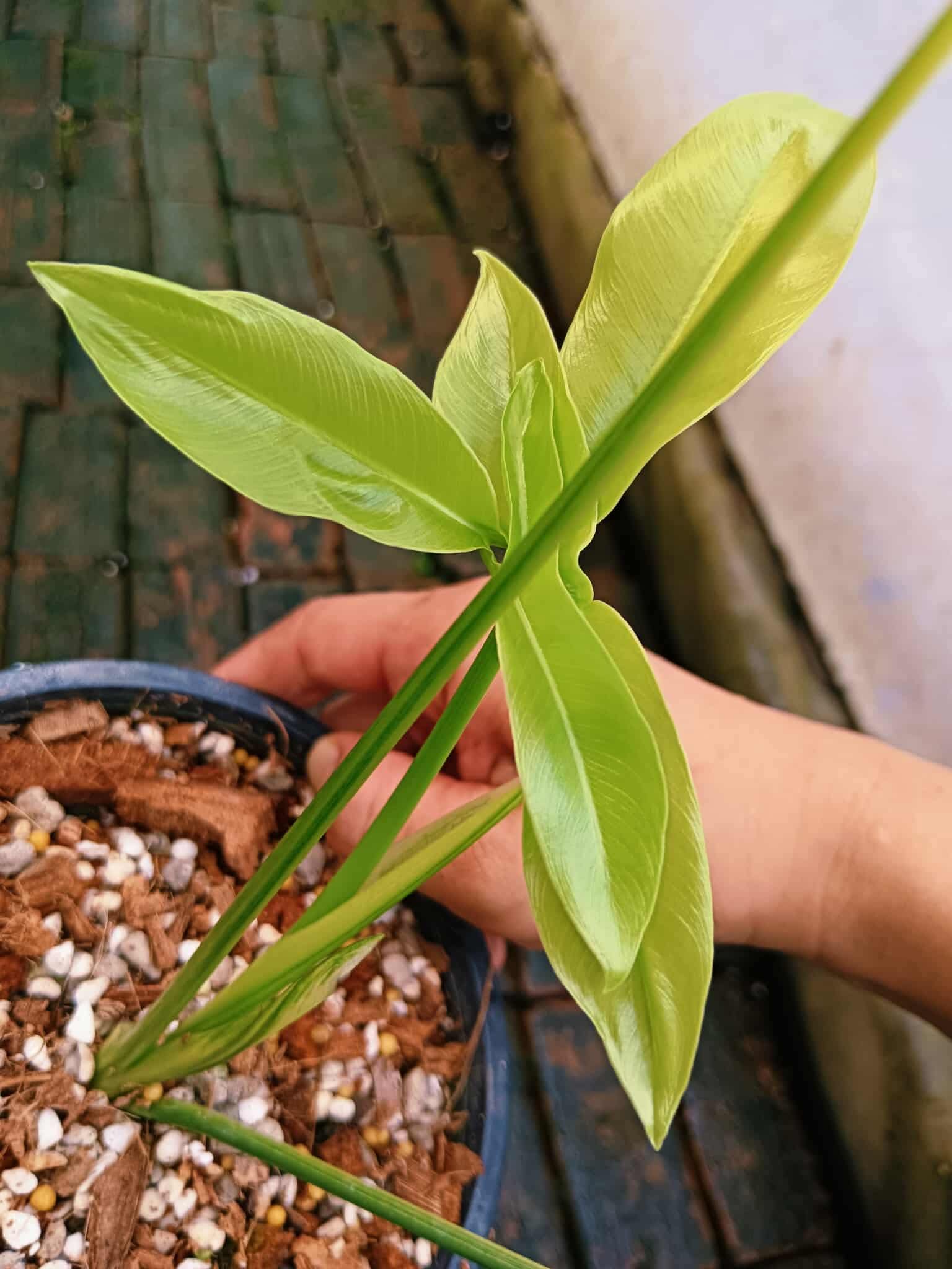 philodendron goeldii rare Philodendron Goeldii Variegata – Rare Starry Tropical Plant – Green and White Plants