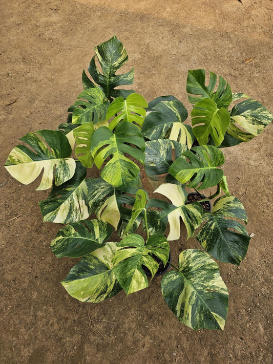 Monstera Deliciosa Borsigiana Aurea Prémium - Livraison 30 jours