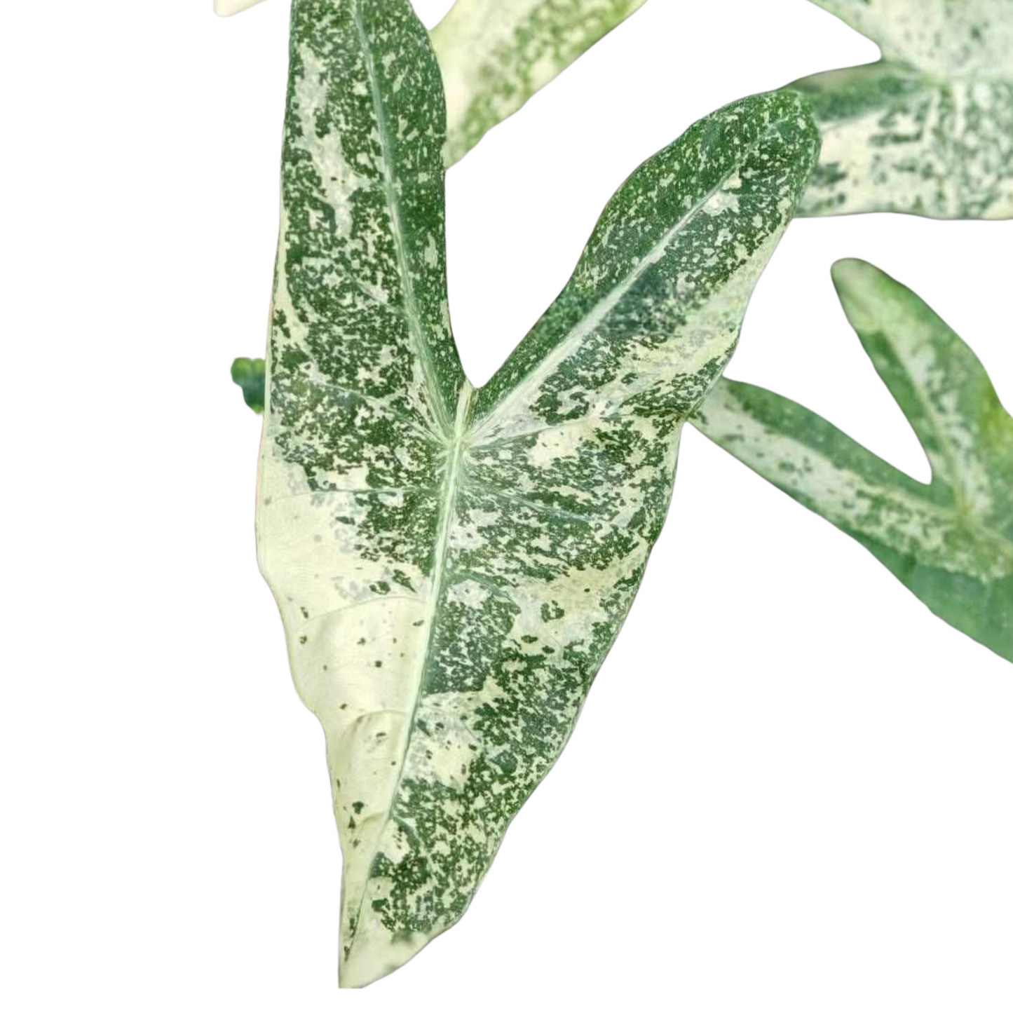 Alocasia Longiloba Thaicon - Bulbe