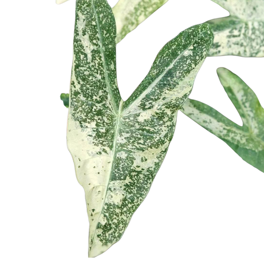 Alocasia Longiloba Thaicon - Bulbe