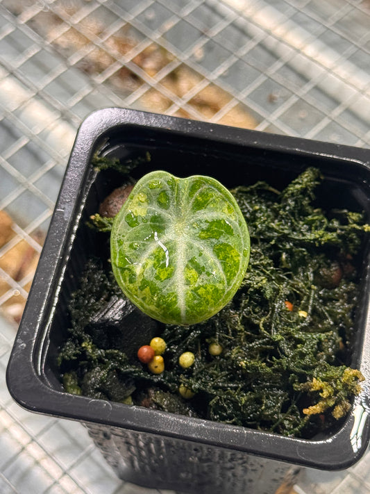 Black Velevet Ninja Tricolor