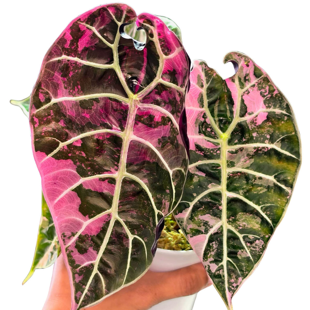 Alocasia Watsoniana True Pink - Bulbe