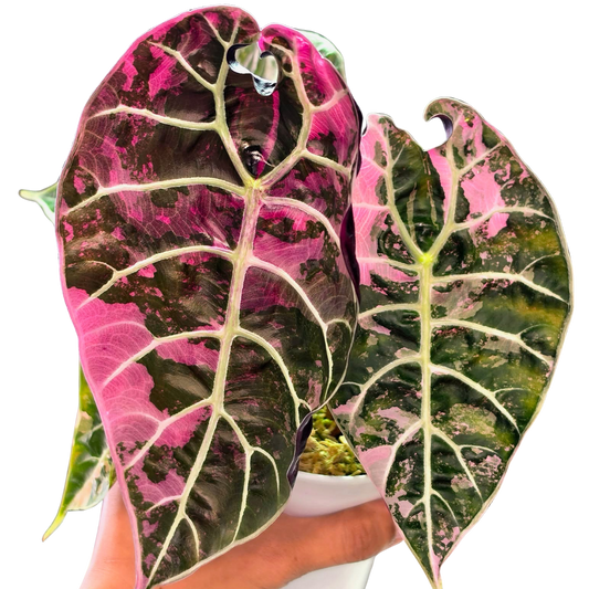 Alocasia Watsoniana True Pink - Bulbe