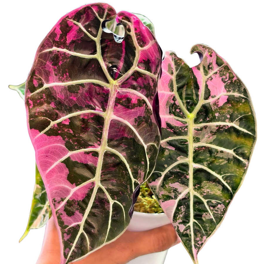 Alocasia Watsoniana True Pink - Bulbe