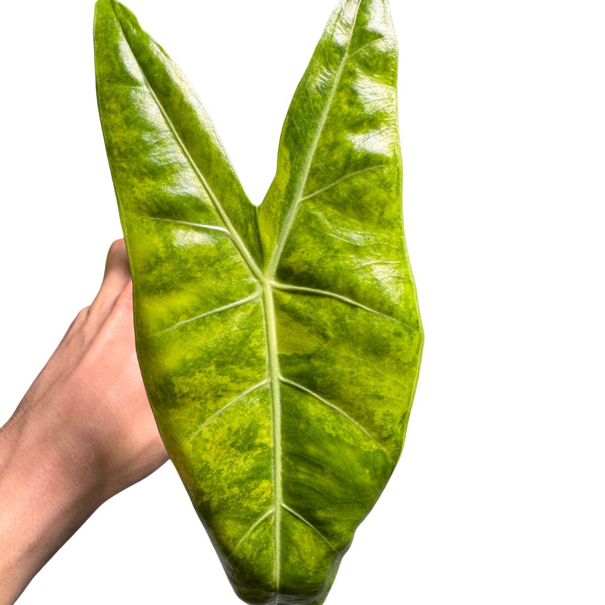 Alocasia Lemon Lime - Bulbe