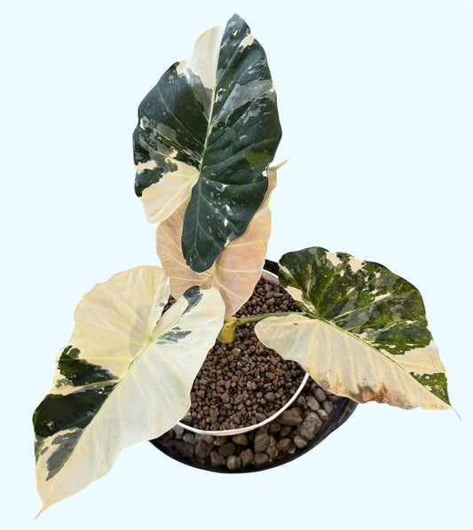 Alocasia Regal Shield Albo - Bulbe