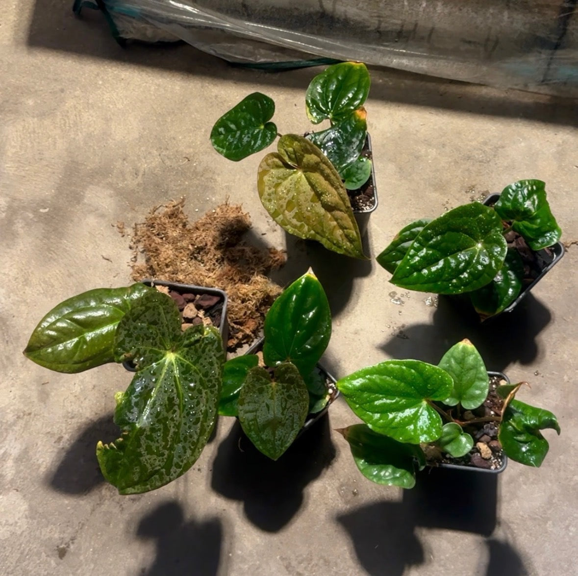 Lot A. Papillilaminum x Red Dark Phoenix 
A. Besseae aff x  Luxurians