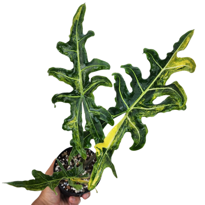 Alocasia Portei Aurea - Bulbe