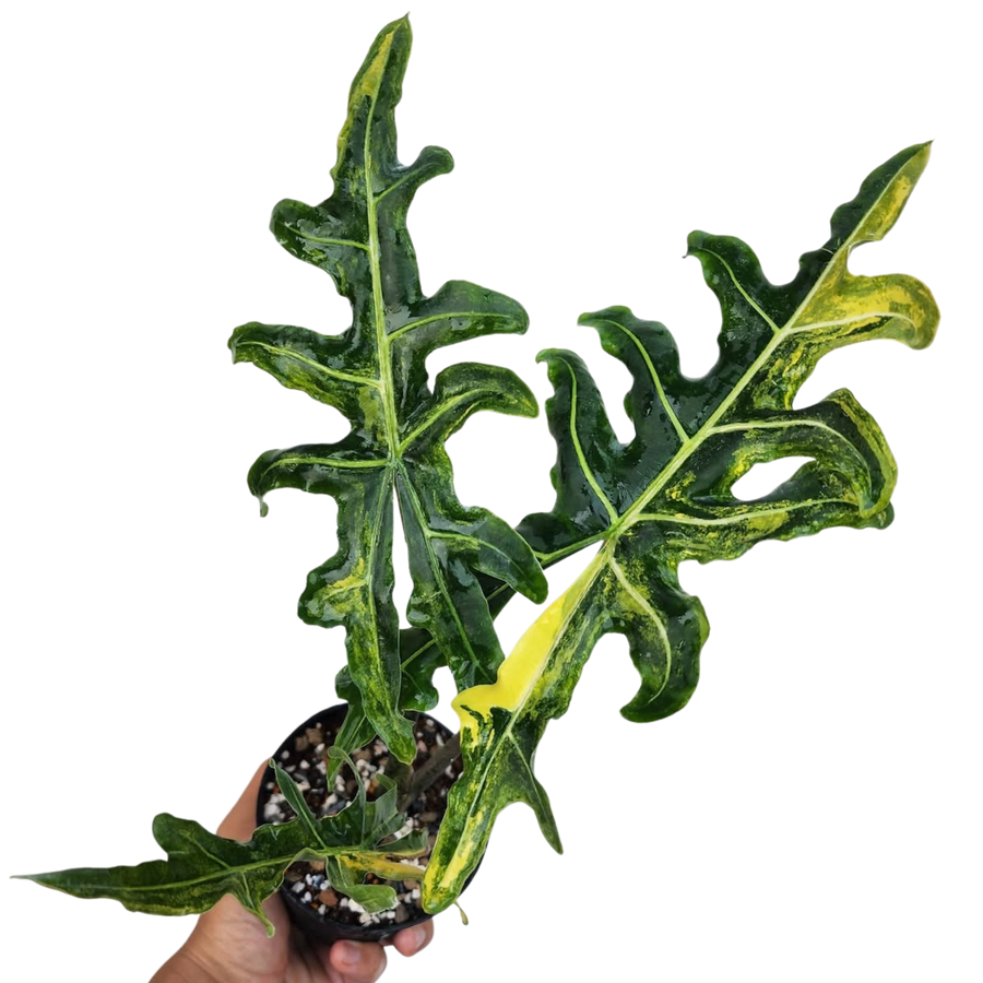 Alocasia Portei Aurea - Bulbe