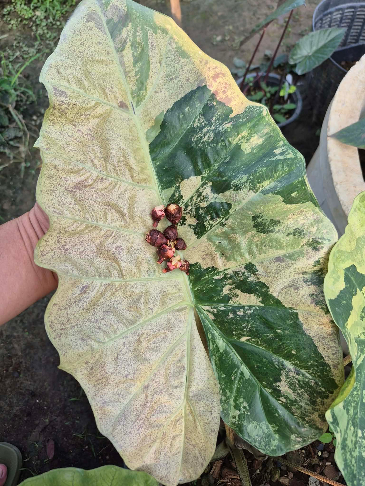 Alocasia Plumbea Strawberry Blizzard - Bulbe
