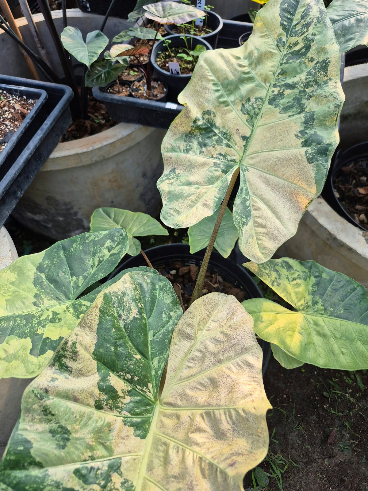 Alocasia Plumbea Strawberry Blizzard - Bulbe