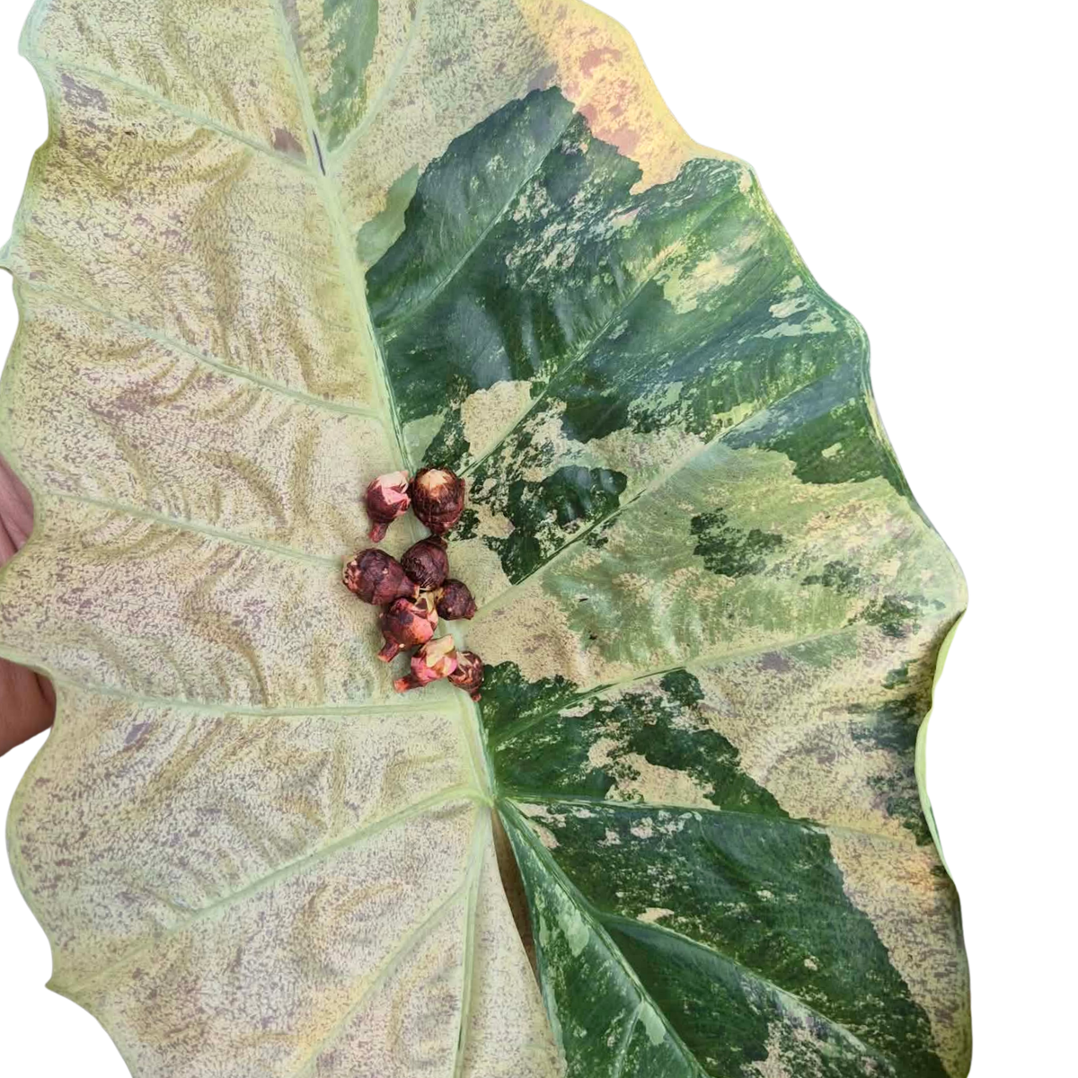 Alocasia Plumbea Strawberry Blizzard - Bulbe