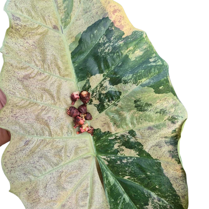 Alocasia Plumbea Strawberry Blizzard - Bulbe