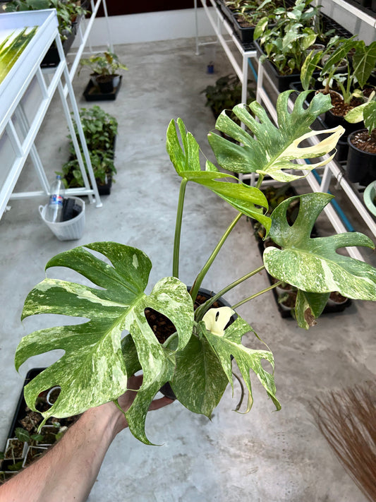Monstera Double Platinium - Précommande Green and White Plants