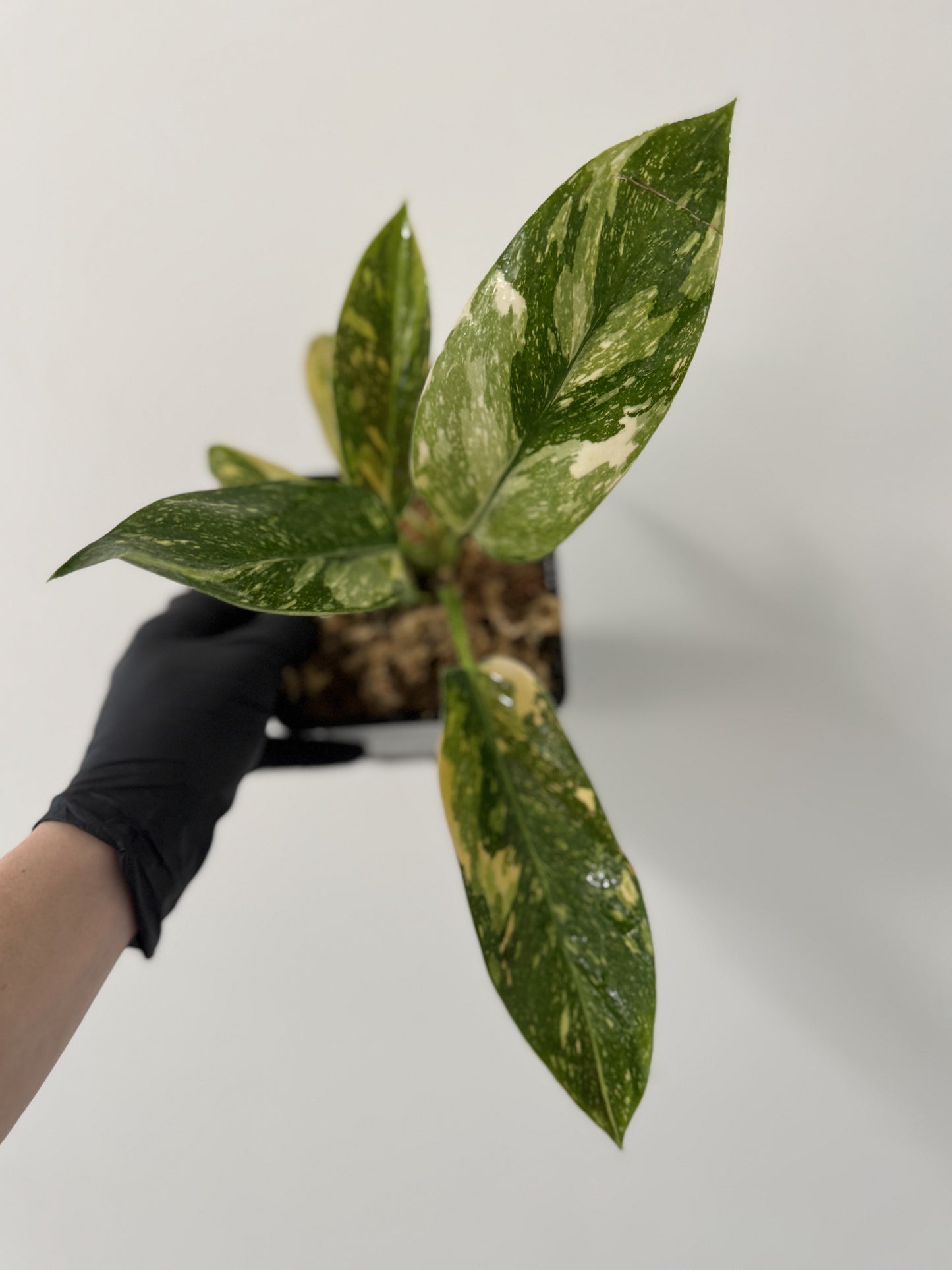 Philodendron Green Congo Hybrid Variegata