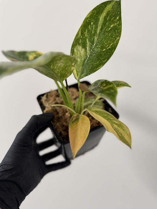 Philodendron Green Congo Hybrid Variegata