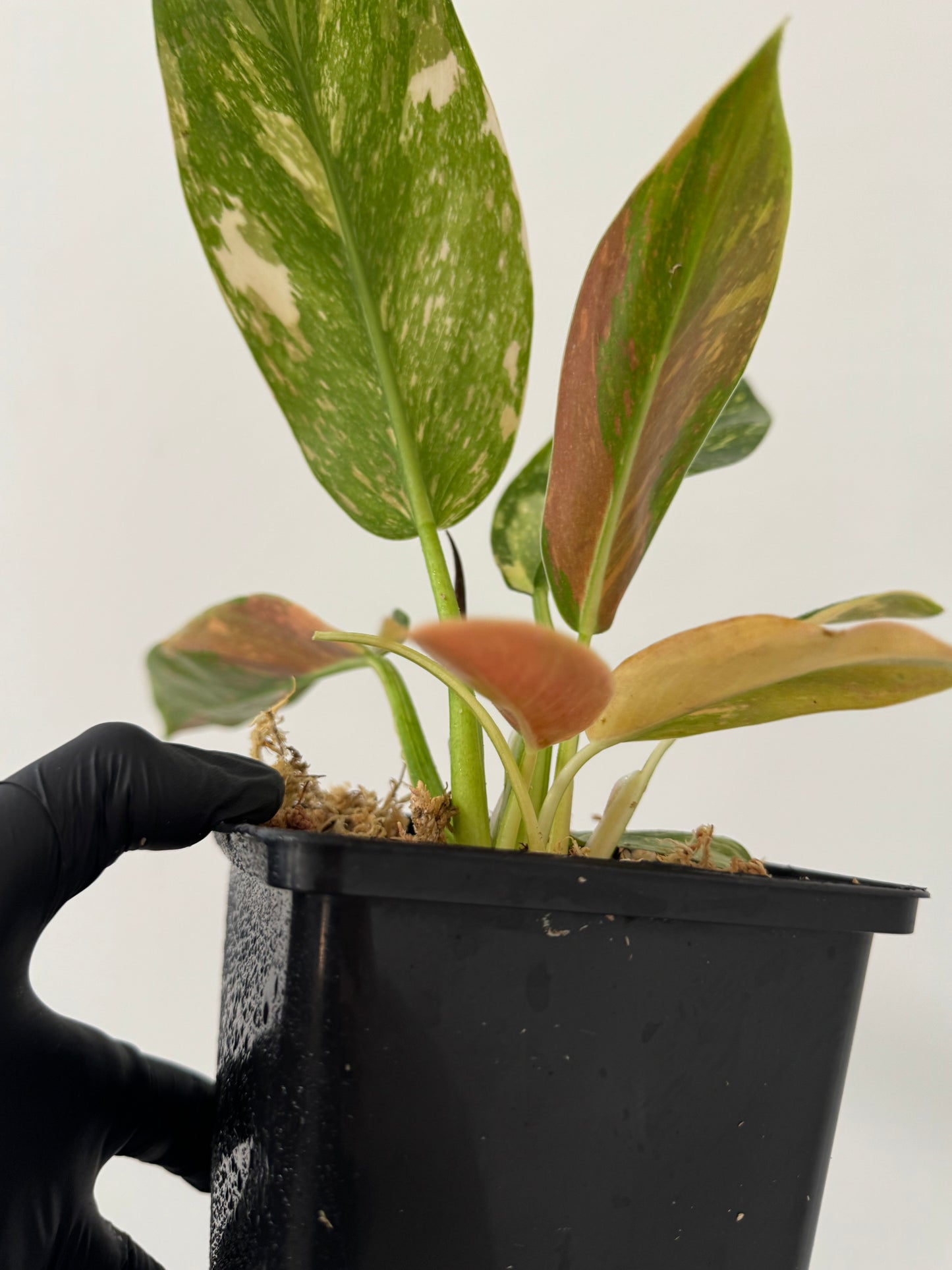 Philodendron Green Congo Hybrid Variegata