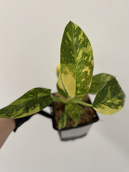 Philodendron Green Congo Hybrid Variegata