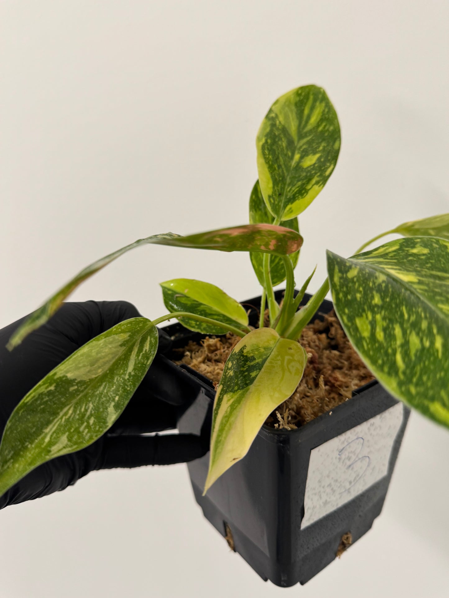 Philodendron Green Congo Hybrid Variegata