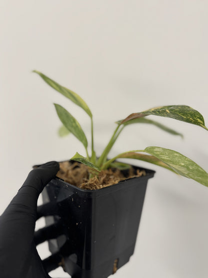 Philodendron Green Congo Hybrid Variegata