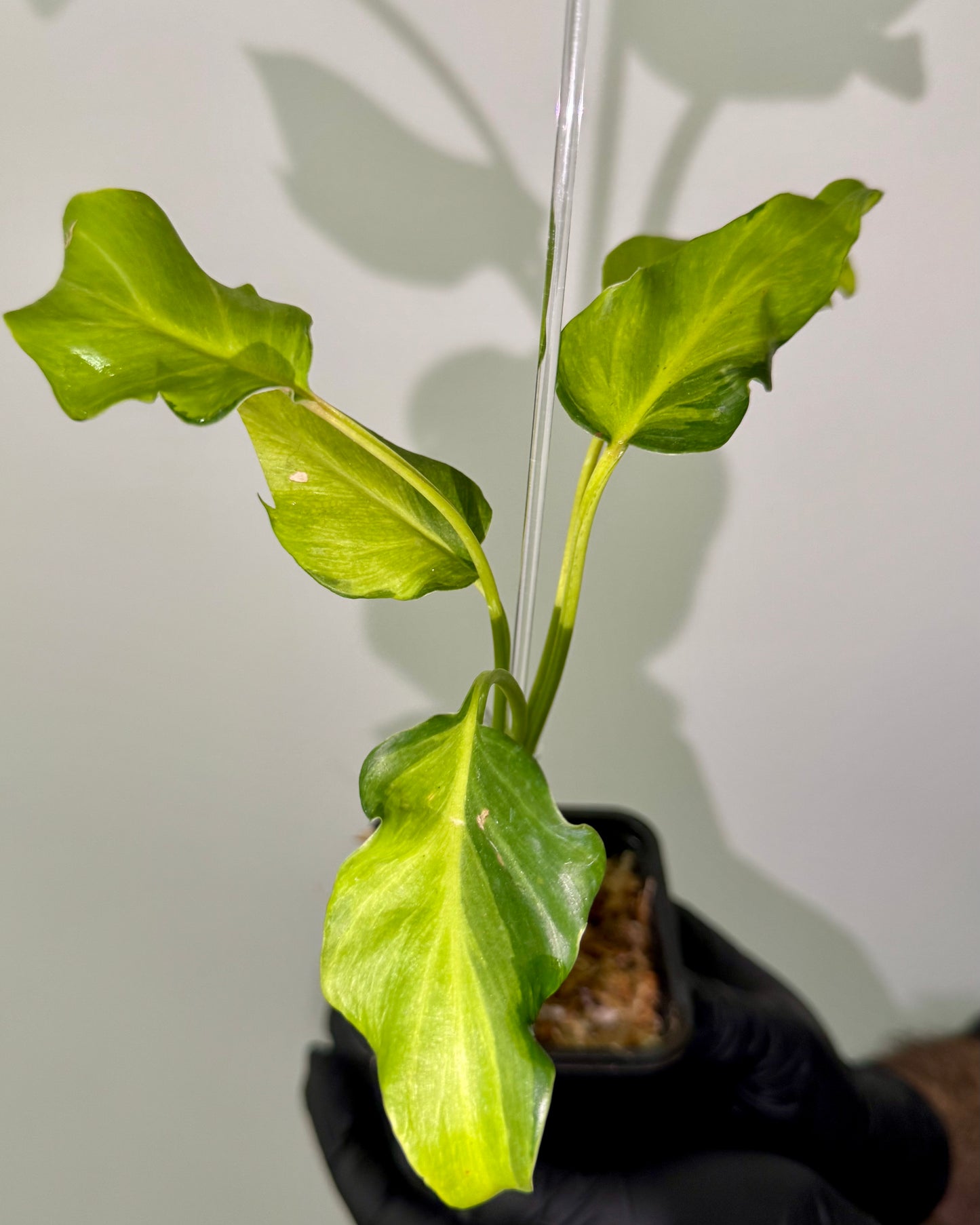 Philodendron Xanadu Variegata