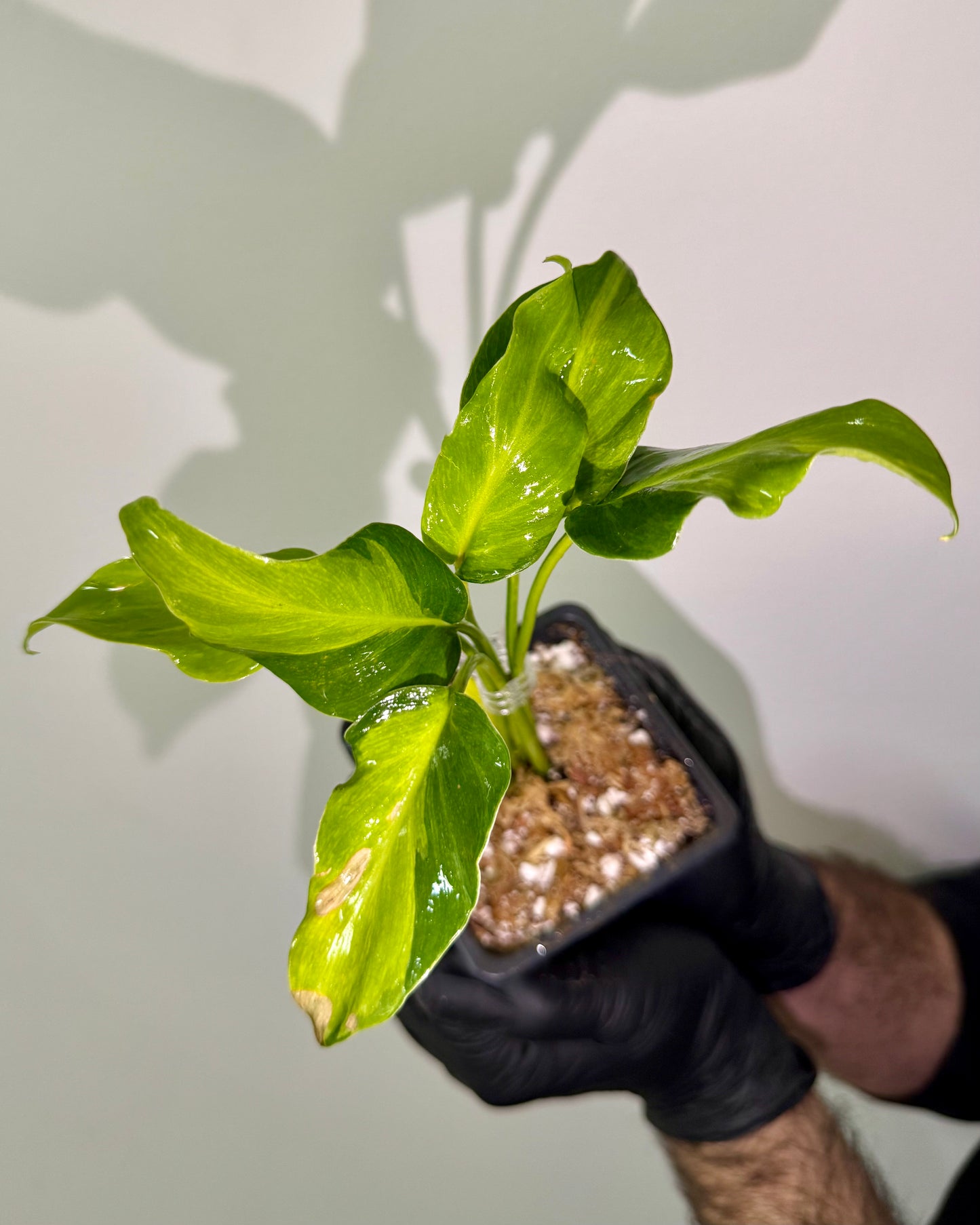 Philodendron Xanadu Variegata