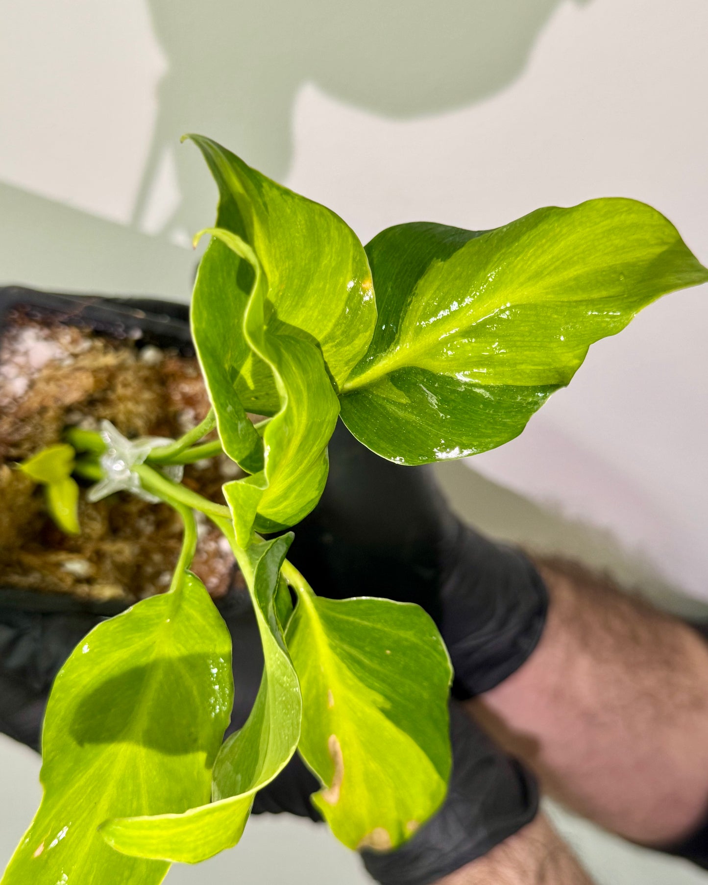 Philodendron Xanadu Variegata