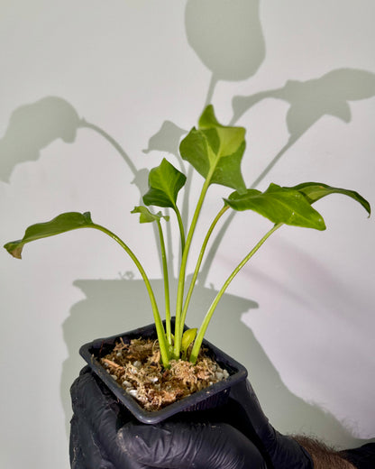 Philodendron Xanadu Variegata