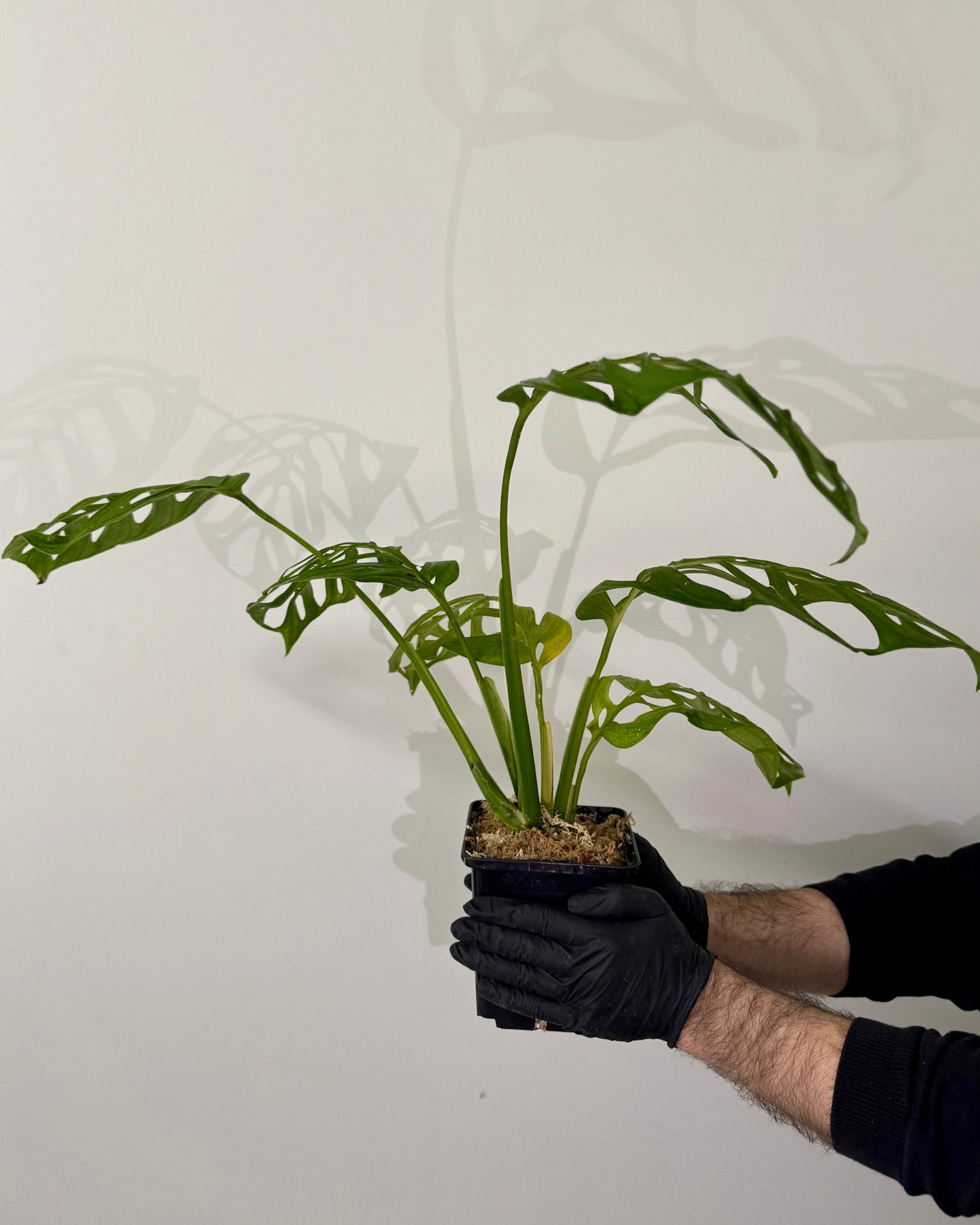 Monstera Esqueleto