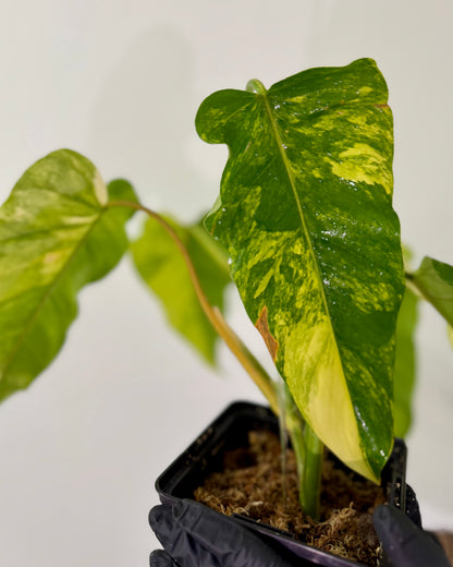 Philodendron Domesticum Variegata