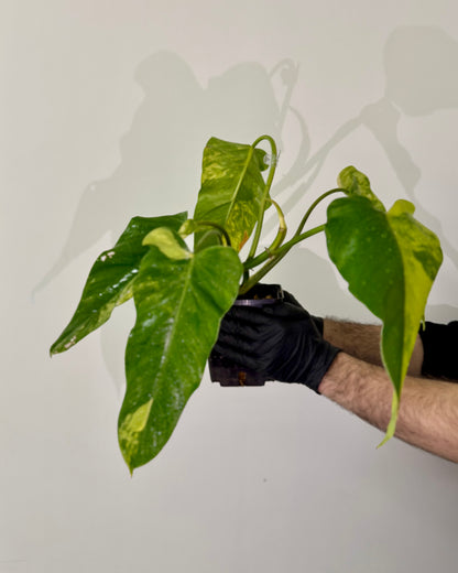 Philodendron Domesticum Variegata