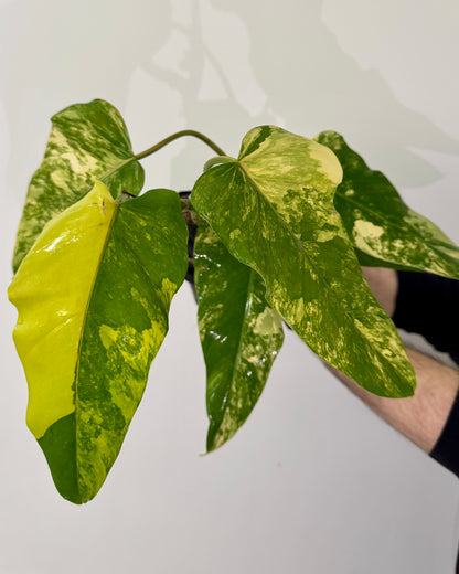 Philodendron Domesticum Variegata