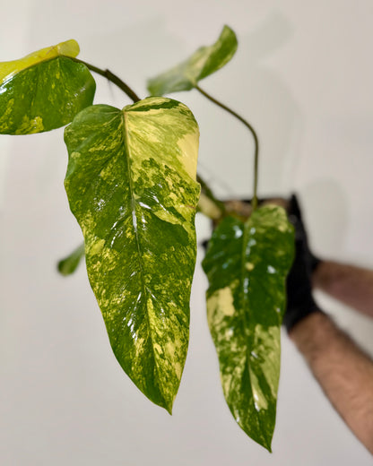 Philodendron Domesticum Variegata