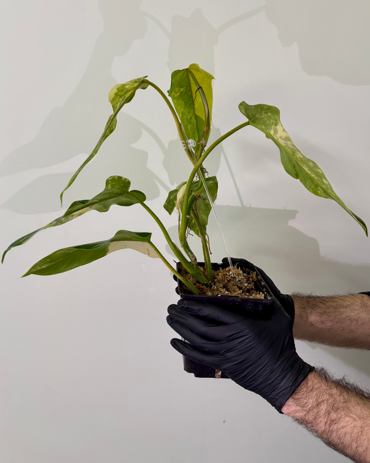 Philodendron Domesticum Variegata