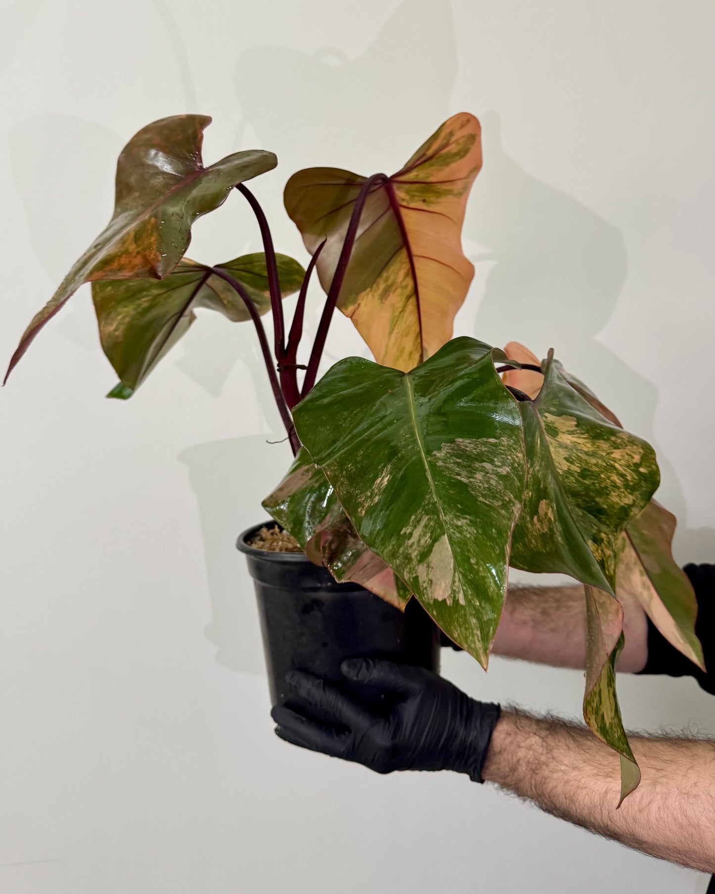 Philodendron Strawberry Shake Variegata