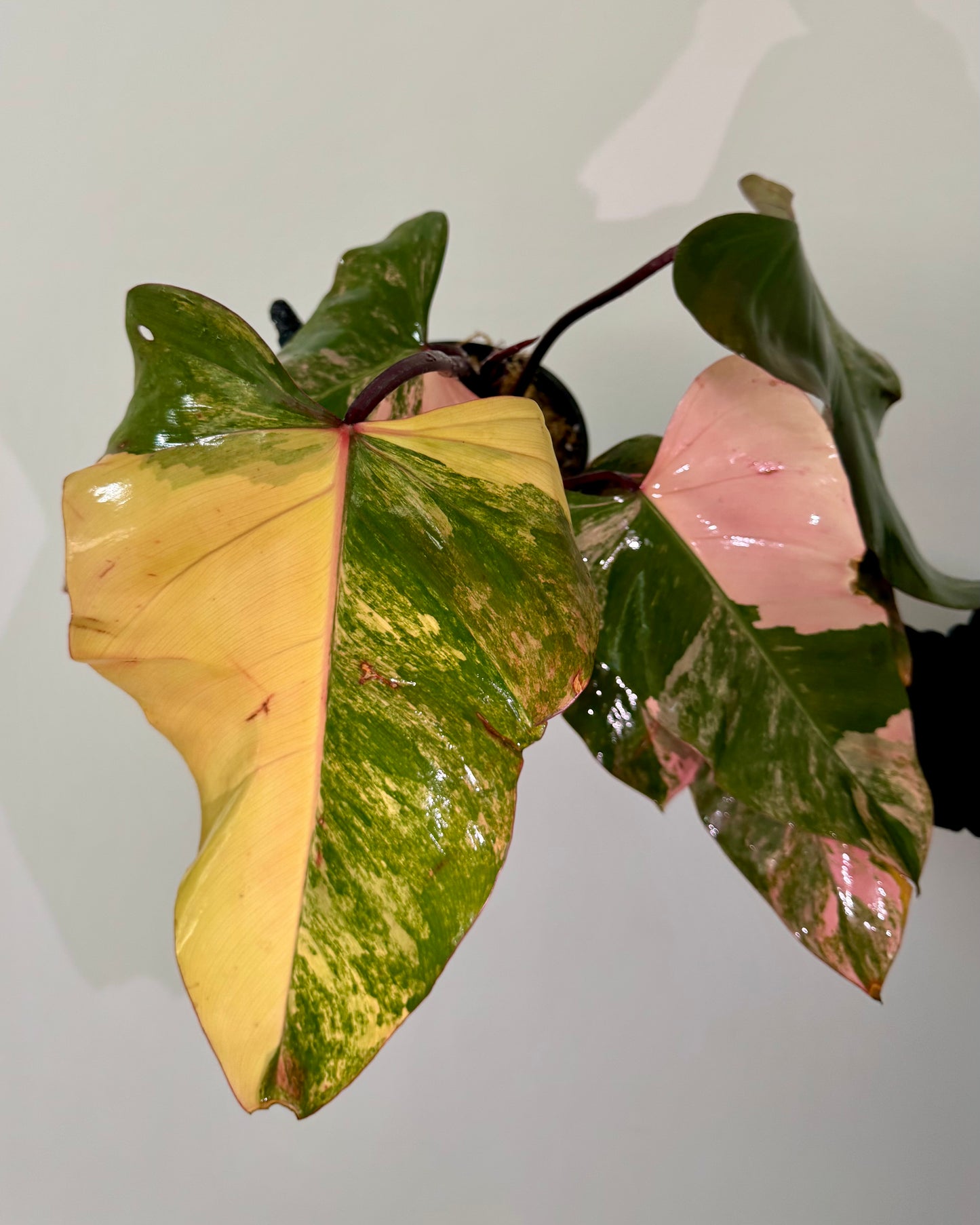 Philodendron Strawberry Shake Variegata