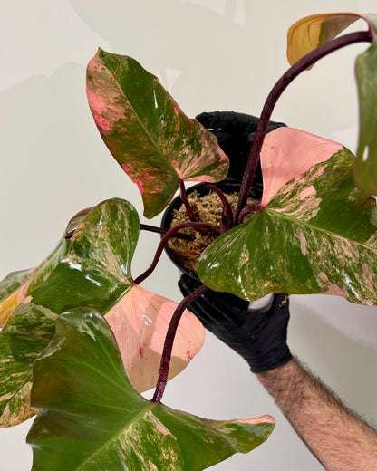 Philodendron Strawberry Shake Variegata