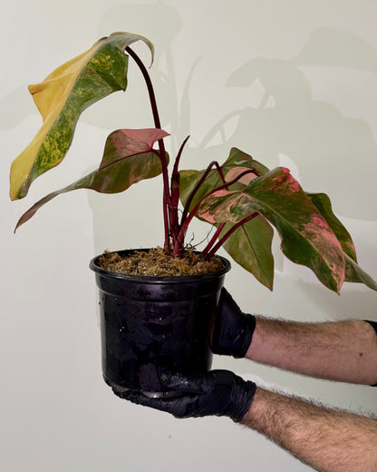 Philodendron Strawberry Shake Variegata