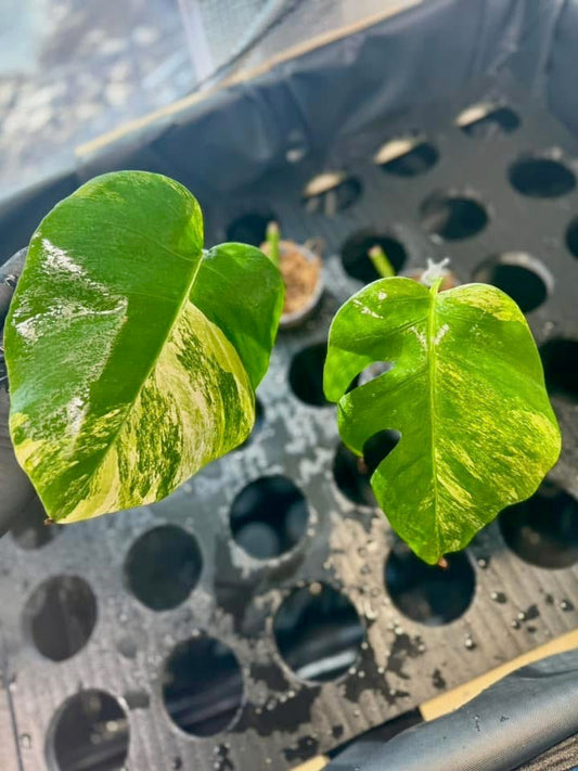 Monstera Aurea Variegata lot de 4