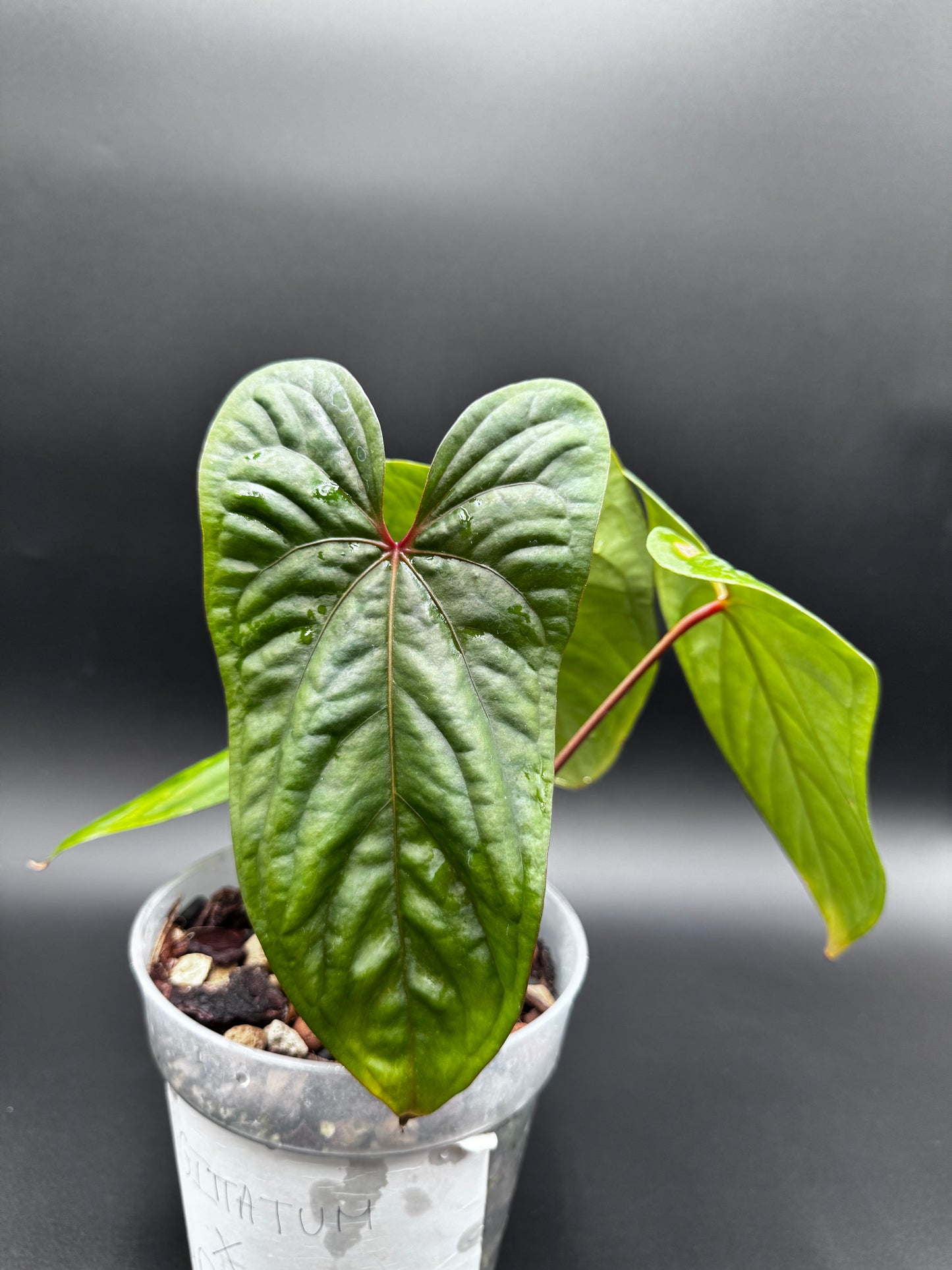 Anthurium Sagittatum X Red Dark Phœnix