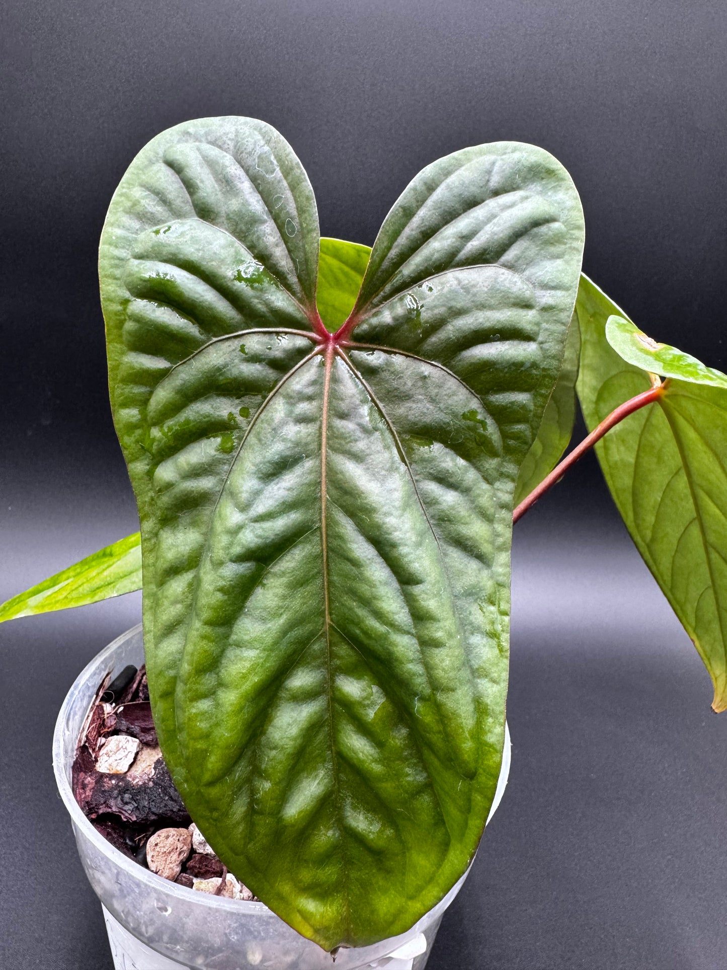 Anthurium Sagittatum X Red Dark Phœnix