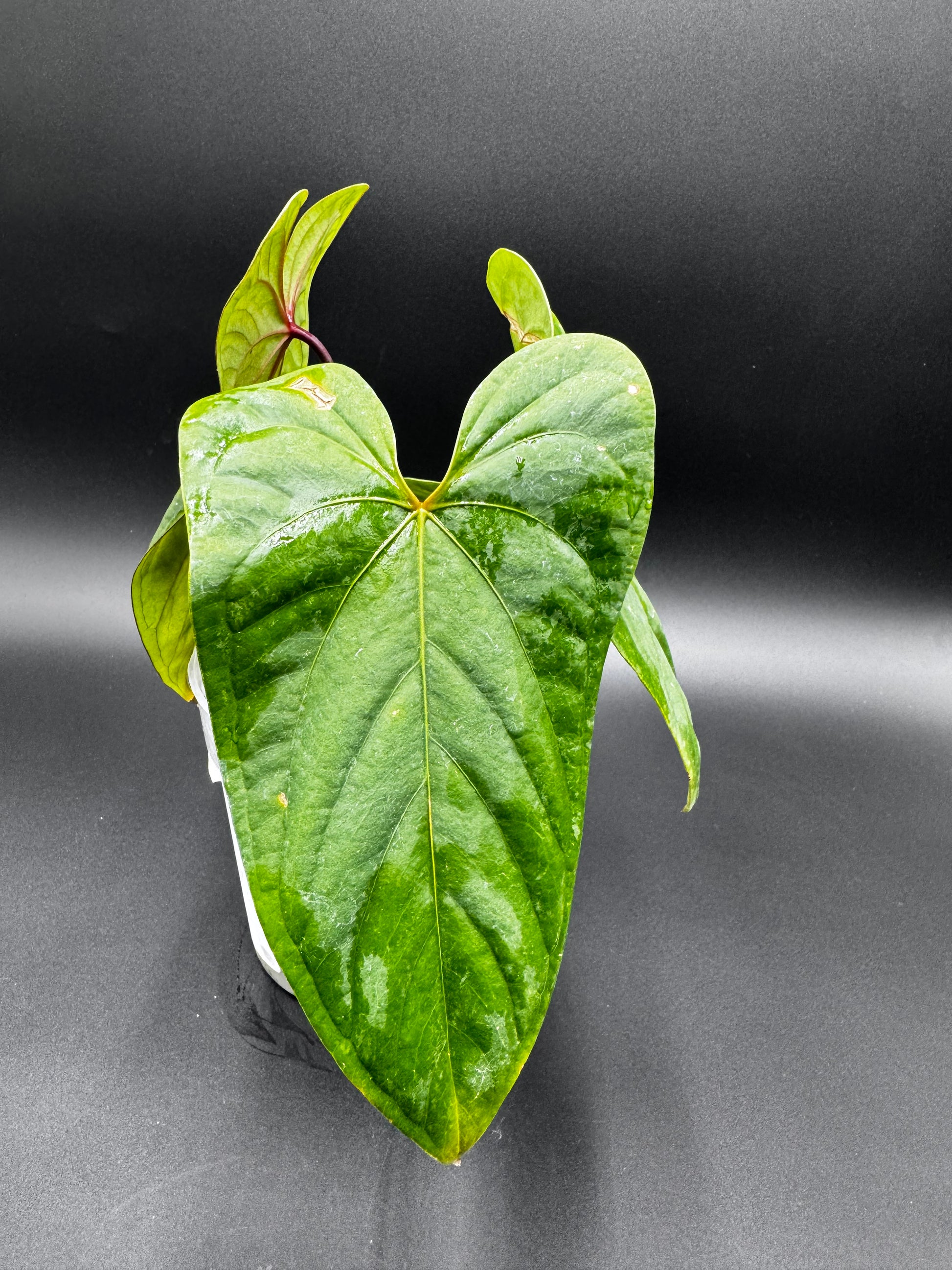 anthurium sagittatum Anthurium Sagittatum X Red Dark Phoenix – Green and White Plants