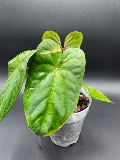 Anthurium Sagittatum X Red Dark Phœnix