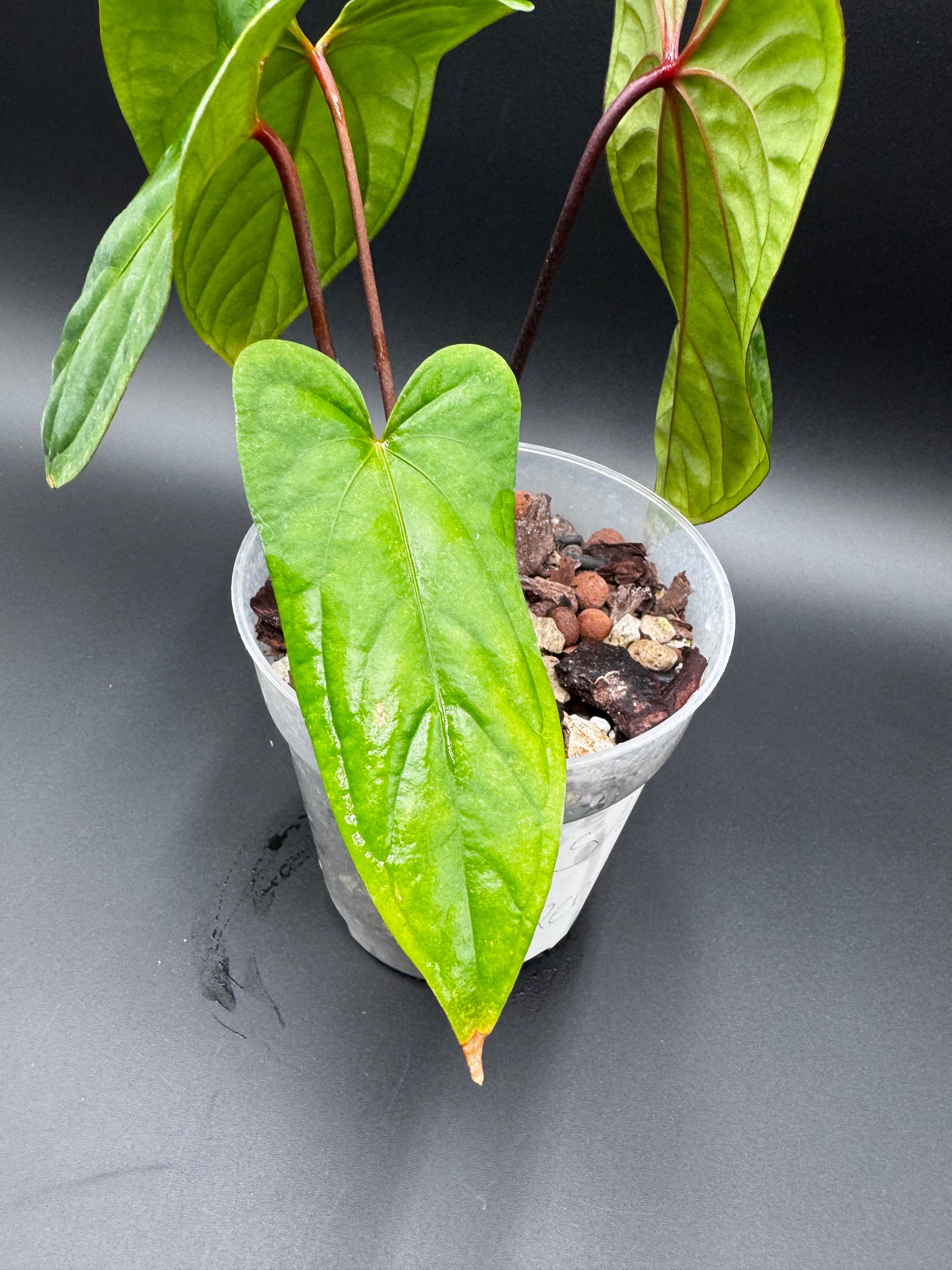 Anthurium Sagittatum X Red Dark Phœnix