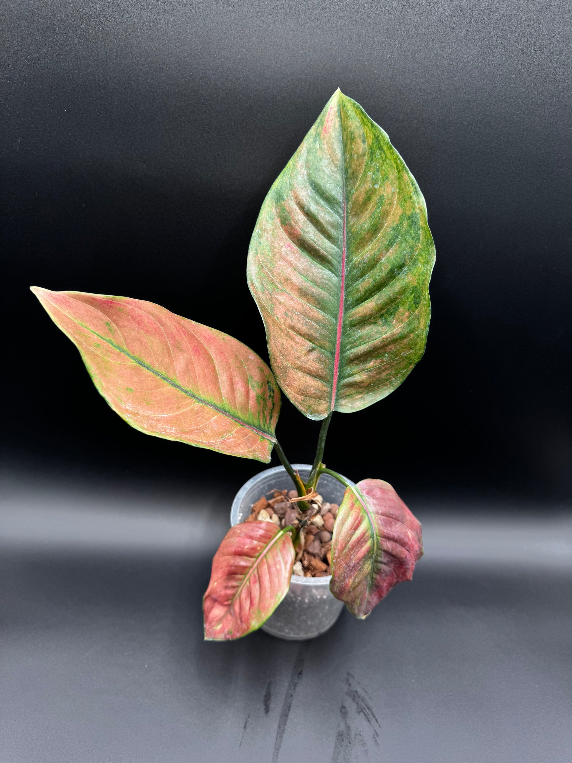 heng heng aglaonema Aglaonema Heng Heng Round Leaves – Green and White Plants