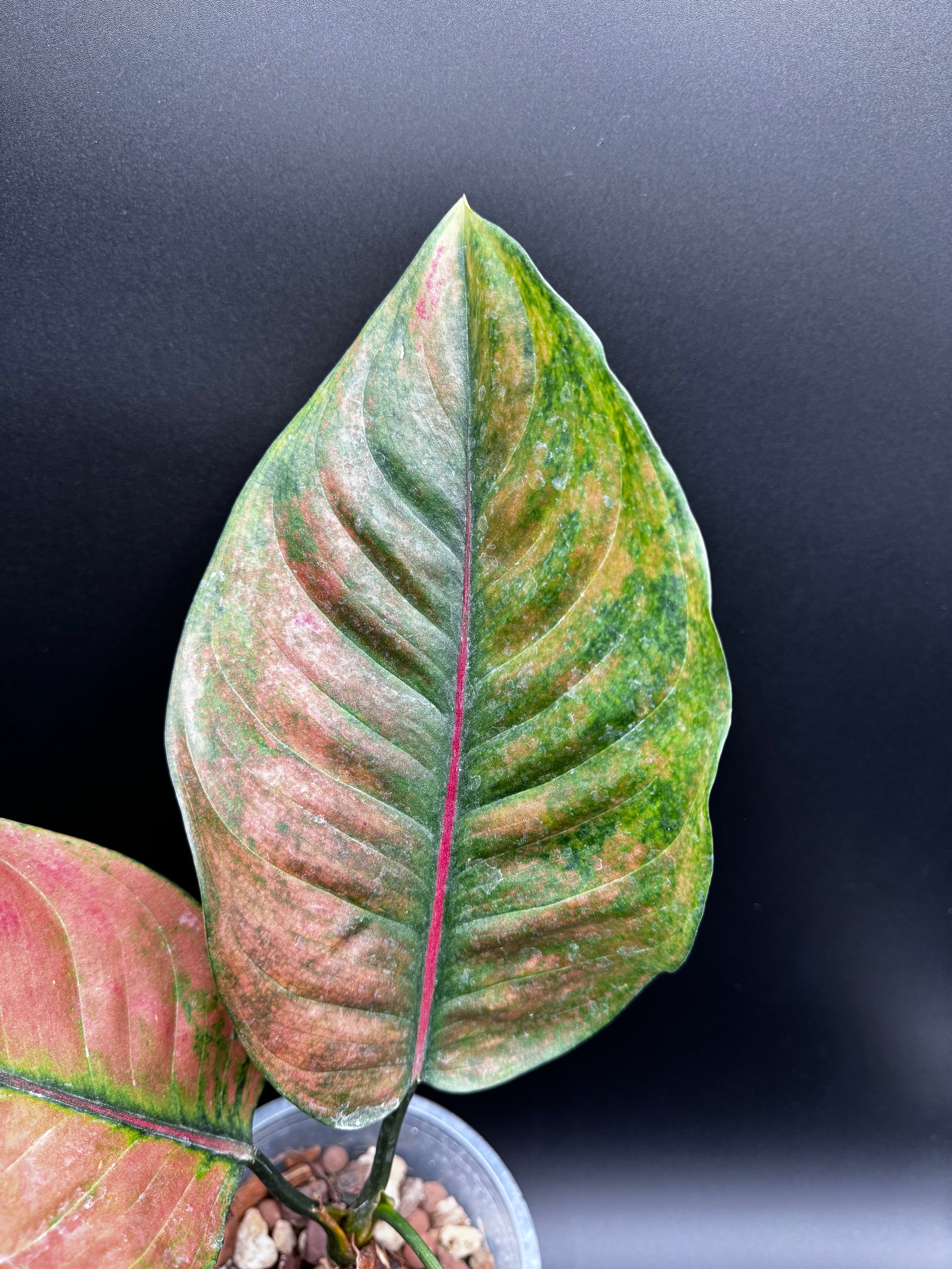 aglaonema heng heng Aglaonema Heng Heng Round Leaves – Green and White Plants