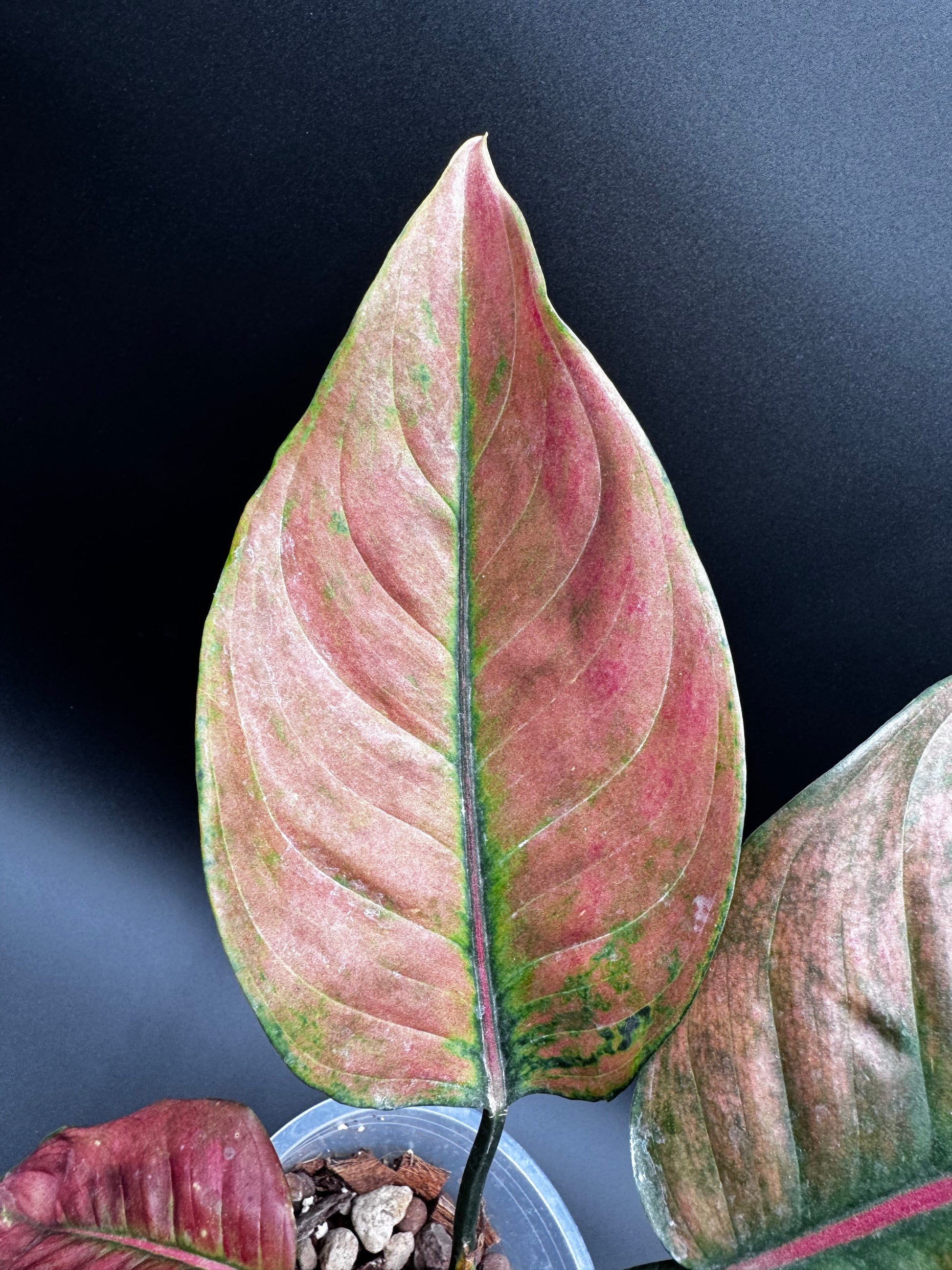 heng heng aglaonema Aglaonema Heng Heng Round Leaves – Green and White Plants