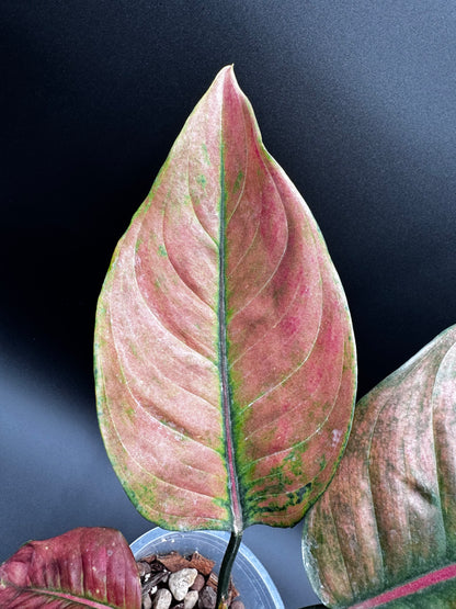 Aglaonema Heng Heng Round Leaves